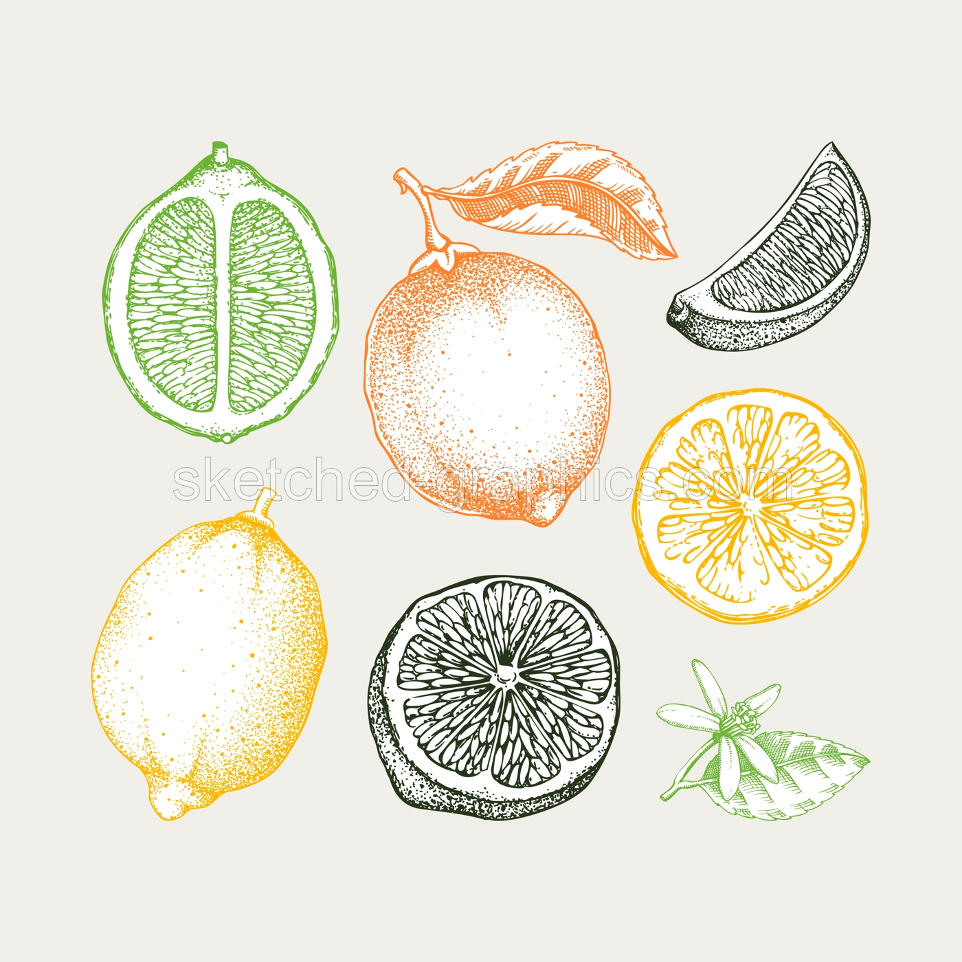 Vintage lime fruit sketches set in color. Citrus fruit, leaves, flowers. Hand-drawn vector illustration. Exotic plant drawing in engraved style. Botanical design element. NOT AI-generated Illustration